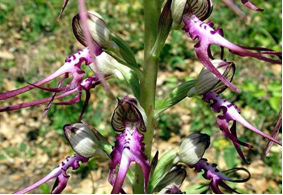 Η ορχιδέα Himantoglossum caprinum