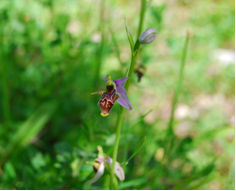 Η ορχιδέα Ophrys scolopax